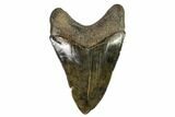 Serrated, Fossil Megalodon Tooth - Georgia #107237-2